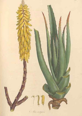 Reproducción/Reproduction 49557374911: Flora Graeca, sive, Plantarum rariorum historia, quas in provinciis aut insulis Graeciae /. Londini :Typis Richardi Taylor et socii, in Vico Shoe-Lane :MDCCCVI-MDCCCXL [1806-1840].. 