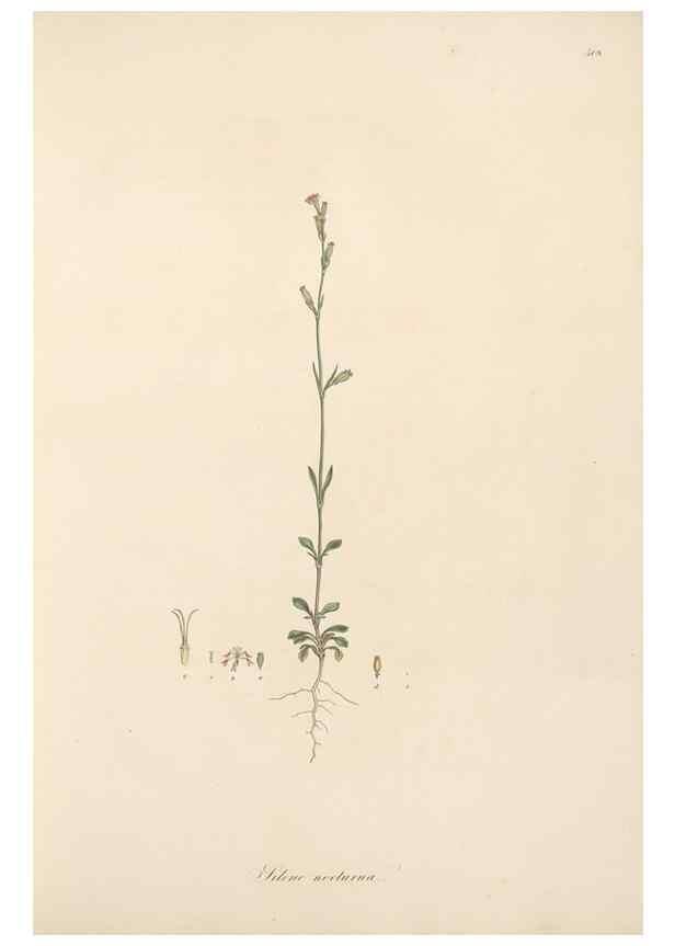 Reproducción/Reproduction 49557790827: Flora Graeca, sive, Plantarum rariorum historia, quas in provinciis aut insulis Graeciae /. Londini :Typis Richardi Taylor et socii, in Vico Shoe-Lane :MDCCCVI-MDCCCXL [1806-1840].. 