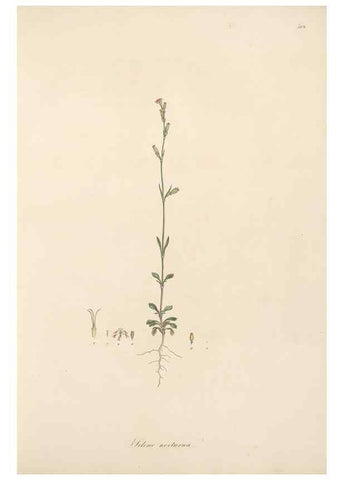 Reproducción/Reproduction 49557790827: Flora Graeca, sive, Plantarum rariorum historia, quas in provinciis aut insulis Graeciae /. Londini :Typis Richardi Taylor et socii, in Vico Shoe-Lane :MDCCCVI-MDCCCXL [1806-1840].. 
