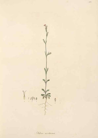 Reproducción/Reproduction 49557790827: Flora Graeca, sive, Plantarum rariorum historia, quas in provinciis aut insulis Graeciae /. Londini :Typis Richardi Taylor et socii, in Vico Shoe-Lane :MDCCCVI-MDCCCXL [1806-1840].. 