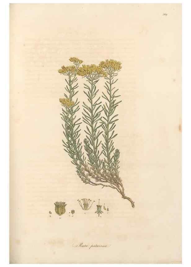 Reproducción/Reproduction 49557620357: Flora Graeca, sive, Plantarum rariorum historia, quas in provinciis aut insulis Graeciae /. Londini :Typis Richardi Taylor et socii, in Vico Shoe-Lane :MDCCCVI-MDCCCXL [1806-1840].. 