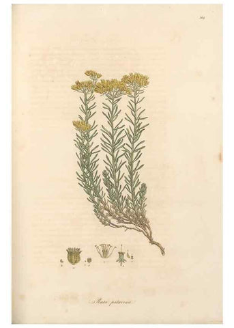 Reproducción/Reproduction 49557620357: Flora Graeca, sive, Plantarum rariorum historia, quas in provinciis aut insulis Graeciae /. Londini :Typis Richardi Taylor et socii, in Vico Shoe-Lane :MDCCCVI-MDCCCXL [1806-1840].. 