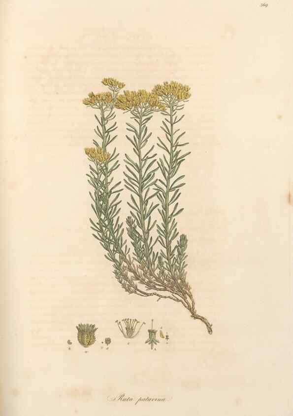 Reproducción/Reproduction 49557620357: Flora Graeca, sive, Plantarum rariorum historia, quas in provinciis aut insulis Graeciae /. Londini :Typis Richardi Taylor et socii, in Vico Shoe-Lane :MDCCCVI-MDCCCXL [1806-1840].. 