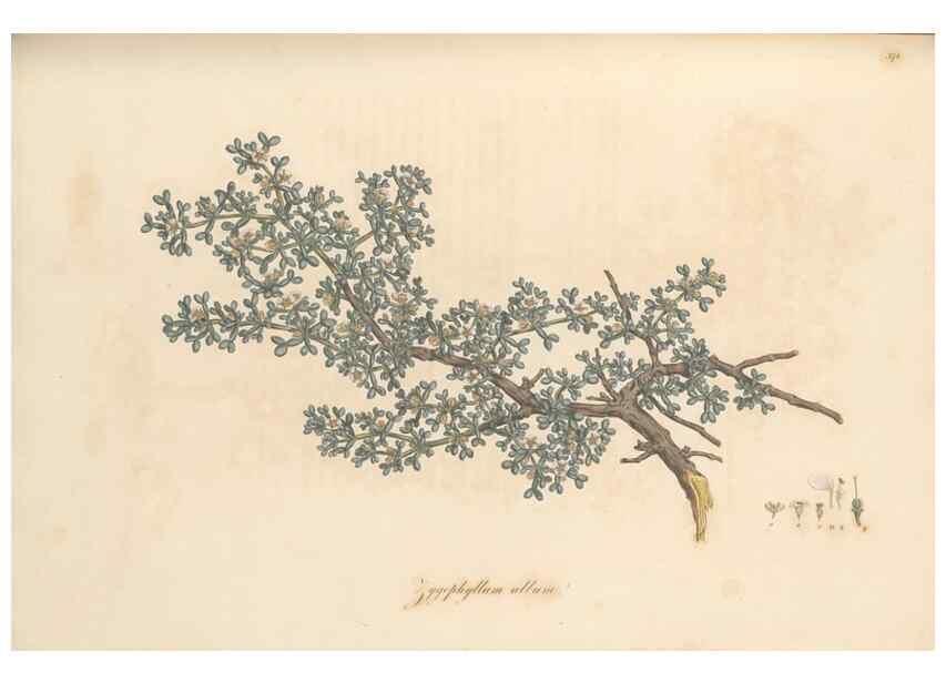 Reproducción/Reproduction 49556886783: Flora Graeca, sive, Plantarum rariorum historia, quas in provinciis aut insulis Graeciae /. Londini :Typis Richardi Taylor et socii, in Vico Shoe-Lane :MDCCCVI-MDCCCXL [1806-1840].. 