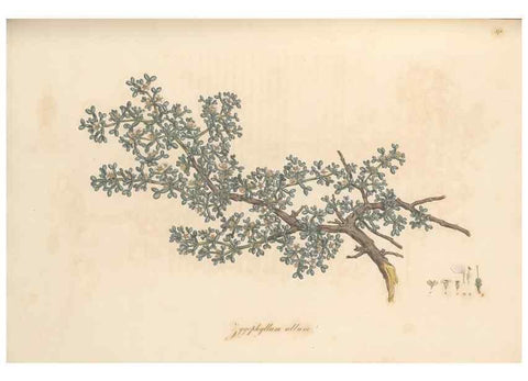 Reproducción/Reproduction 49556886783: Flora Graeca, sive, Plantarum rariorum historia, quas in provinciis aut insulis Graeciae /. Londini :Typis Richardi Taylor et socii, in Vico Shoe-Lane :MDCCCVI-MDCCCXL [1806-1840].. 