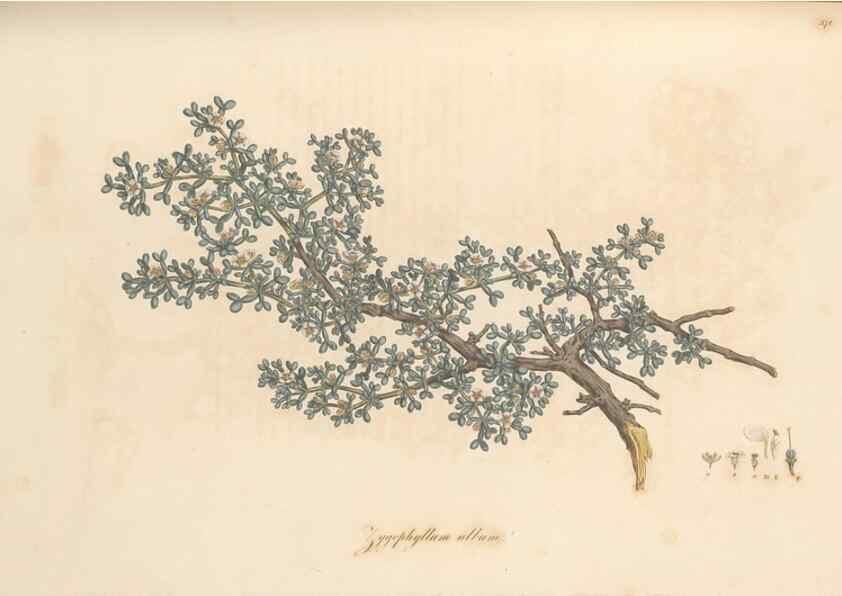 Reproducción/Reproduction 49556886783: Flora Graeca, sive, Plantarum rariorum historia, quas in provinciis aut insulis Graeciae /. Londini :Typis Richardi Taylor et socii, in Vico Shoe-Lane :MDCCCVI-MDCCCXL [1806-1840].. 