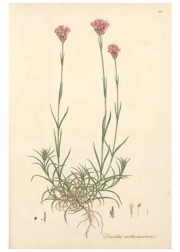 Reproducción/Reproduction 49557628672: Flora Graeca, sive, Plantarum rariorum historia, quas in provinciis aut insulis Graeciae /. Londini :Typis Richardi Taylor et socii, in Vico Shoe-Lane :MDCCCVI-MDCCCXL [1806-1840].. 
