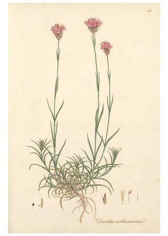 Reproducción/Reproduction 49557628672: Flora Graeca, sive, Plantarum rariorum historia, quas in provinciis aut insulis Graeciae /. Londini :Typis Richardi Taylor et socii, in Vico Shoe-Lane :MDCCCVI-MDCCCXL [1806-1840].. 