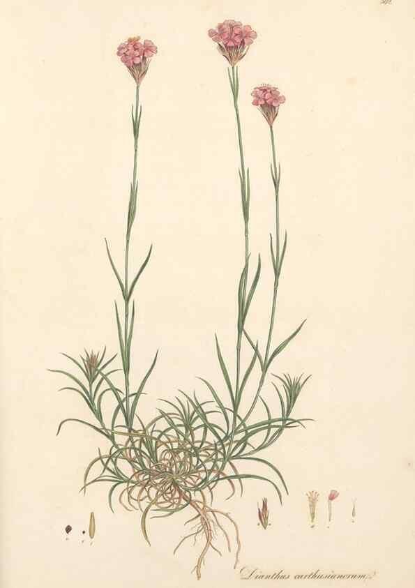 Reproducción/Reproduction 49557628672: Flora Graeca, sive, Plantarum rariorum historia, quas in provinciis aut insulis Graeciae /. Londini :Typis Richardi Taylor et socii, in Vico Shoe-Lane :MDCCCVI-MDCCCXL [1806-1840].. 
