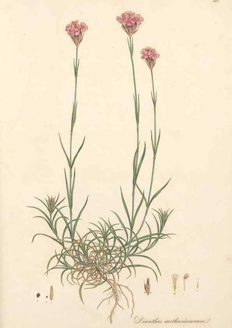 Reproducción/Reproduction 49557628672: Flora Graeca, sive, Plantarum rariorum historia, quas in provinciis aut insulis Graeciae /. Londini :Typis Richardi Taylor et socii, in Vico Shoe-Lane :MDCCCVI-MDCCCXL [1806-1840].. 