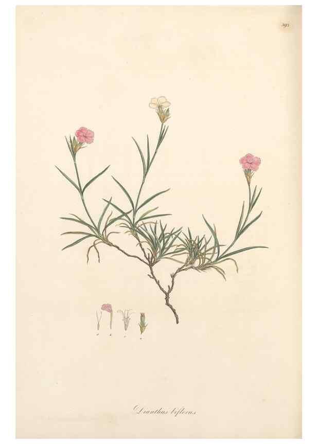 Reproducción/Reproduction 49557629022: Flora Graeca, sive, Plantarum rariorum historia, quas in provinciis aut insulis Graeciae /. Londini :Typis Richardi Taylor et socii, in Vico Shoe-Lane :MDCCCVI-MDCCCXL [1806-1840].. 