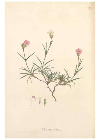 Reproducción/Reproduction 49557629022: Flora Graeca, sive, Plantarum rariorum historia, quas in provinciis aut insulis Graeciae /. Londini :Typis Richardi Taylor et socii, in Vico Shoe-Lane :MDCCCVI-MDCCCXL [1806-1840].. 