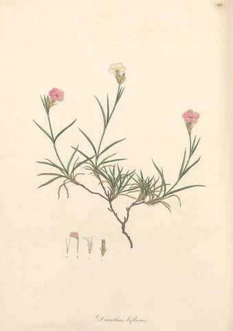 Reproducción/Reproduction 49557629022: Flora Graeca, sive, Plantarum rariorum historia, quas in provinciis aut insulis Graeciae /. Londini :Typis Richardi Taylor et socii, in Vico Shoe-Lane :MDCCCVI-MDCCCXL [1806-1840].. 