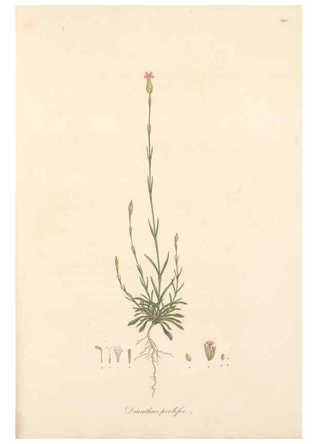 Reproducción/Reproduction 49557393906: Flora Graeca, sive, Plantarum rariorum historia, quas in provinciis aut insulis Graeciae /. Londini :Typis Richardi Taylor et socii, in Vico Shoe-Lane :MDCCCVI-MDCCCXL [1806-1840].. 