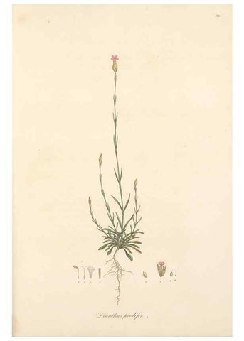 Reproducción/Reproduction 49557393906: Flora Graeca, sive, Plantarum rariorum historia, quas in provinciis aut insulis Graeciae /. Londini :Typis Richardi Taylor et socii, in Vico Shoe-Lane :MDCCCVI-MDCCCXL [1806-1840].. 
