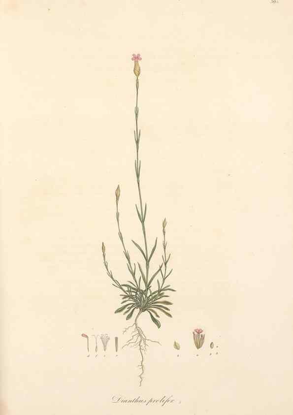 Reproducción/Reproduction 49557393906: Flora Graeca, sive, Plantarum rariorum historia, quas in provinciis aut insulis Graeciae /. Londini :Typis Richardi Taylor et socii, in Vico Shoe-Lane :MDCCCVI-MDCCCXL [1806-1840].. 