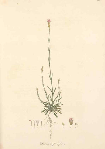 Reproducción/Reproduction 49557393906: Flora Graeca, sive, Plantarum rariorum historia, quas in provinciis aut insulis Graeciae /. Londini :Typis Richardi Taylor et socii, in Vico Shoe-Lane :MDCCCVI-MDCCCXL [1806-1840].. 