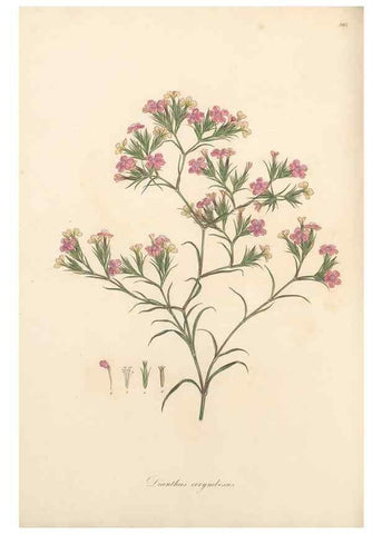 Reproducción/Reproduction 49557394361: Flora Graeca, sive, Plantarum rariorum historia, quas in provinciis aut insulis Graeciae /. Londini :Typis Richardi Taylor et socii, in Vico Shoe-Lane :MDCCCVI-MDCCCXL [1806-1840].. 