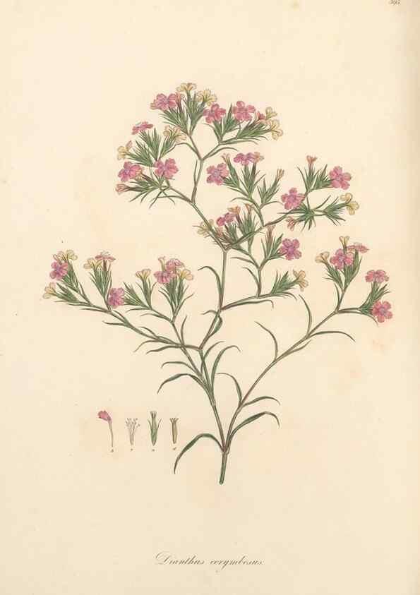 Reproducción/Reproduction 49557394361: Flora Graeca, sive, Plantarum rariorum historia, quas in provinciis aut insulis Graeciae /. Londini :Typis Richardi Taylor et socii, in Vico Shoe-Lane :MDCCCVI-MDCCCXL [1806-1840].. 