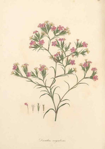 Reproducción/Reproduction 49557394361: Flora Graeca, sive, Plantarum rariorum historia, quas in provinciis aut insulis Graeciae /. Londini :Typis Richardi Taylor et socii, in Vico Shoe-Lane :MDCCCVI-MDCCCXL [1806-1840].. 