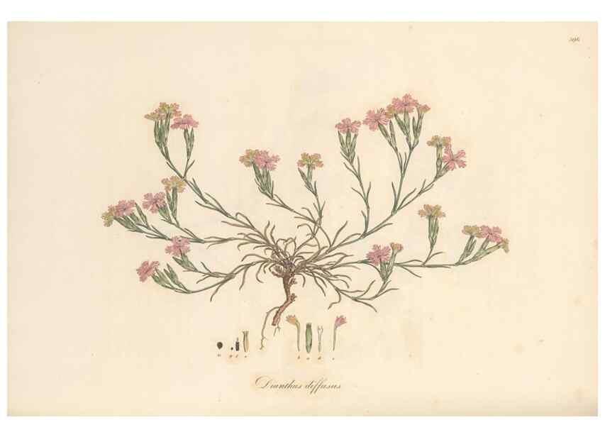 Reproducción/Reproduction 49556896108: Flora Graeca, sive, Plantarum rariorum historia, quas in provinciis aut insulis Graeciae /. Londini :Typis Richardi Taylor et socii, in Vico Shoe-Lane :MDCCCVI-MDCCCXL [1806-1840].. 