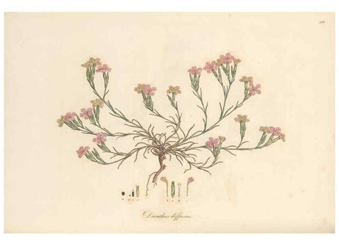 Reproducción/Reproduction 49556896108: Flora Graeca, sive, Plantarum rariorum historia, quas in provinciis aut insulis Graeciae /. Londini :Typis Richardi Taylor et socii, in Vico Shoe-Lane :MDCCCVI-MDCCCXL [1806-1840].. 