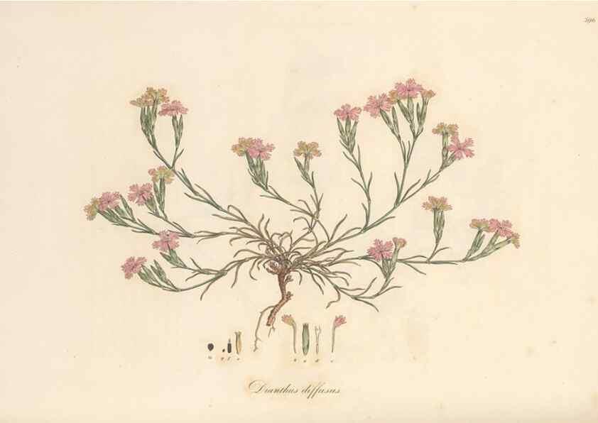 Reproducción/Reproduction 49556896108: Flora Graeca, sive, Plantarum rariorum historia, quas in provinciis aut insulis Graeciae /. Londini :Typis Richardi Taylor et socii, in Vico Shoe-Lane :MDCCCVI-MDCCCXL [1806-1840].. 