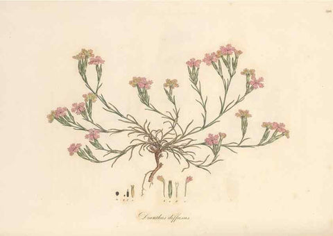 Reproducción/Reproduction 49556896108: Flora Graeca, sive, Plantarum rariorum historia, quas in provinciis aut insulis Graeciae /. Londini :Typis Richardi Taylor et socii, in Vico Shoe-Lane :MDCCCVI-MDCCCXL [1806-1840].. 