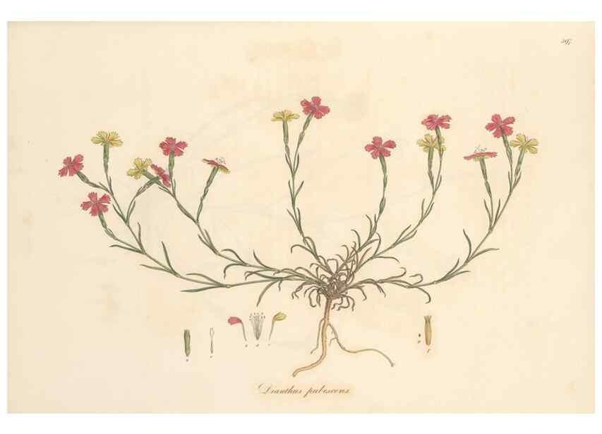 Reproducción/Reproduction 49556896613: Flora Graeca, sive, Plantarum rariorum historia, quas in provinciis aut insulis Graeciae /. Londini :Typis Richardi Taylor et socii, in Vico Shoe-Lane :MDCCCVI-MDCCCXL [1806-1840].. 