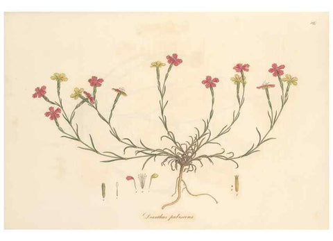 Reproducción/Reproduction 49556896613: Flora Graeca, sive, Plantarum rariorum historia, quas in provinciis aut insulis Graeciae /. Londini :Typis Richardi Taylor et socii, in Vico Shoe-Lane :MDCCCVI-MDCCCXL [1806-1840].. 