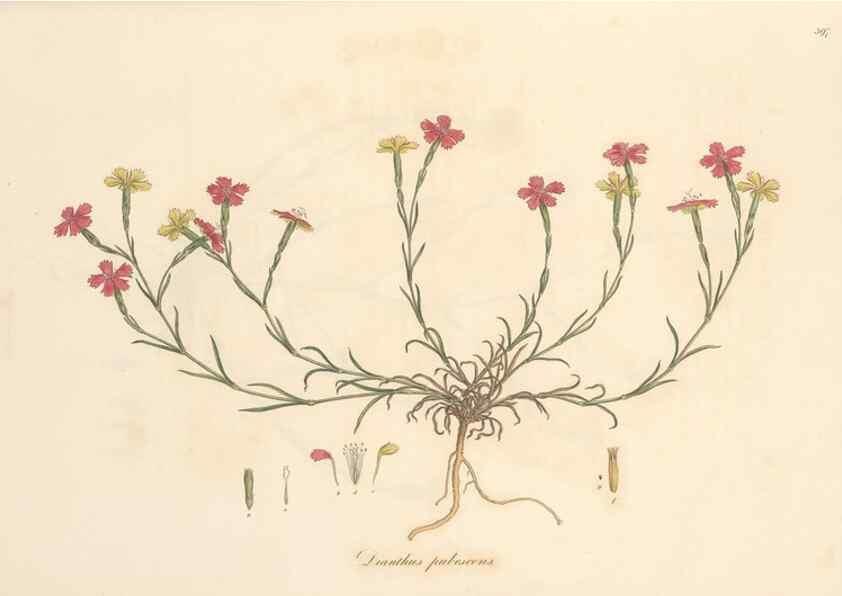 Reproducción/Reproduction 49556896613: Flora Graeca, sive, Plantarum rariorum historia, quas in provinciis aut insulis Graeciae /. Londini :Typis Richardi Taylor et socii, in Vico Shoe-Lane :MDCCCVI-MDCCCXL [1806-1840].. 