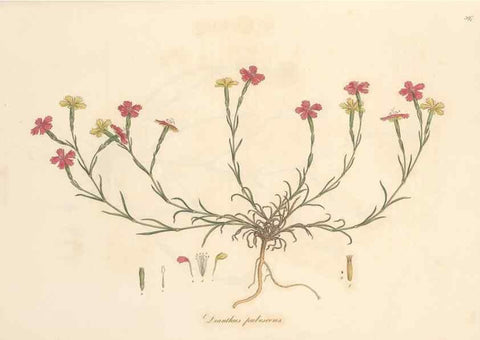 Reproducción/Reproduction 49556896613: Flora Graeca, sive, Plantarum rariorum historia, quas in provinciis aut insulis Graeciae /. Londini :Typis Richardi Taylor et socii, in Vico Shoe-Lane :MDCCCVI-MDCCCXL [1806-1840].. 