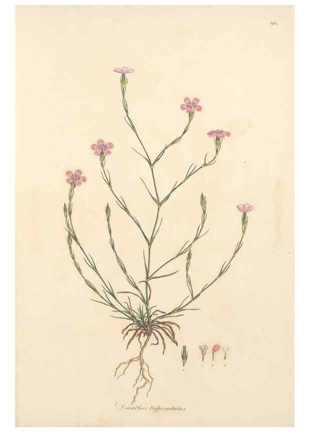 Reproducción/Reproduction 49556896998: Flora Graeca, sive, Plantarum rariorum historia, quas in provinciis aut insulis Graeciae /. Londini :Typis Richardi Taylor et socii, in Vico Shoe-Lane :MDCCCVI-MDCCCXL [1806-1840].. 