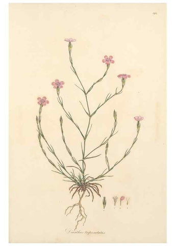 Reproducción/Reproduction 49556896998: Flora Graeca, sive, Plantarum rariorum historia, quas in provinciis aut insulis Graeciae /. Londini :Typis Richardi Taylor et socii, in Vico Shoe-Lane :MDCCCVI-MDCCCXL [1806-1840].. 
