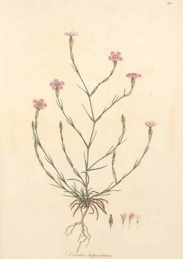 Reproducción/Reproduction 49556896998: Flora Graeca, sive, Plantarum rariorum historia, quas in provinciis aut insulis Graeciae /. Londini :Typis Richardi Taylor et socii, in Vico Shoe-Lane :MDCCCVI-MDCCCXL [1806-1840].. 