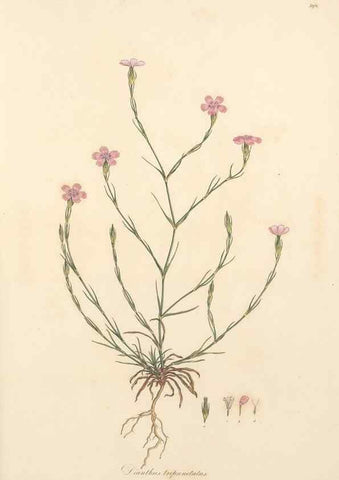 Reproducción/Reproduction 49556896998: Flora Graeca, sive, Plantarum rariorum historia, quas in provinciis aut insulis Graeciae /. Londini :Typis Richardi Taylor et socii, in Vico Shoe-Lane :MDCCCVI-MDCCCXL [1806-1840].. 