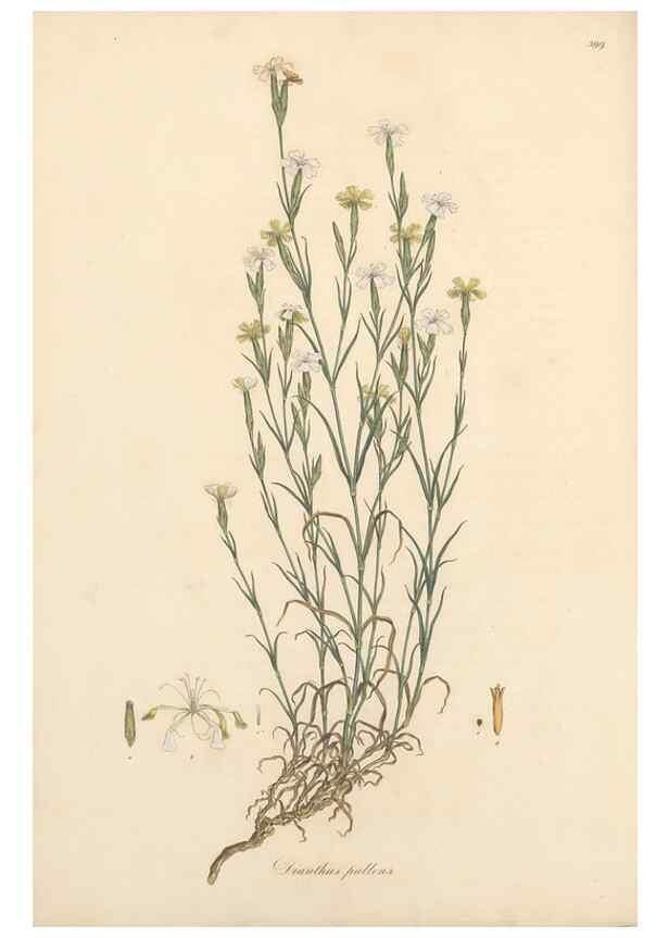 Reproducción/Reproduction 49557396191: Flora Graeca, sive, Plantarum rariorum historia, quas in provinciis aut insulis Graeciae /. Londini :Typis Richardi Taylor et socii, in Vico Shoe-Lane :MDCCCVI-MDCCCXL [1806-1840].. 