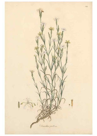 Reproducción/Reproduction 49557396191: Flora Graeca, sive, Plantarum rariorum historia, quas in provinciis aut insulis Graeciae /. Londini :Typis Richardi Taylor et socii, in Vico Shoe-Lane :MDCCCVI-MDCCCXL [1806-1840].. 