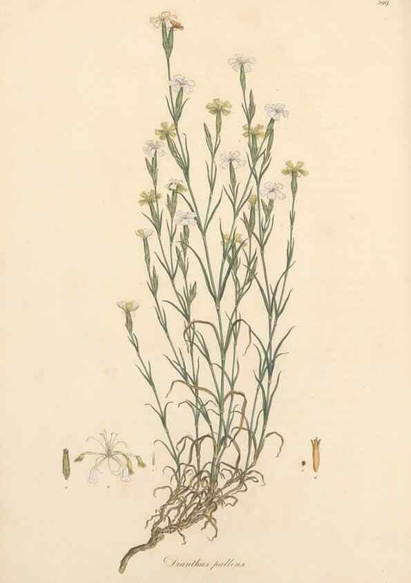 Reproducción/Reproduction 49557396191: Flora Graeca, sive, Plantarum rariorum historia, quas in provinciis aut insulis Graeciae /. Londini :Typis Richardi Taylor et socii, in Vico Shoe-Lane :MDCCCVI-MDCCCXL [1806-1840].. 