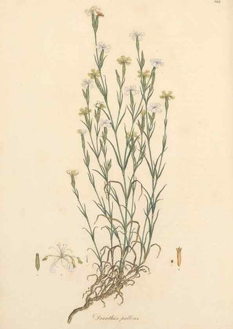 Reproducción/Reproduction 49557396191: Flora Graeca, sive, Plantarum rariorum historia, quas in provinciis aut insulis Graeciae /. Londini :Typis Richardi Taylor et socii, in Vico Shoe-Lane :MDCCCVI-MDCCCXL [1806-1840].. 