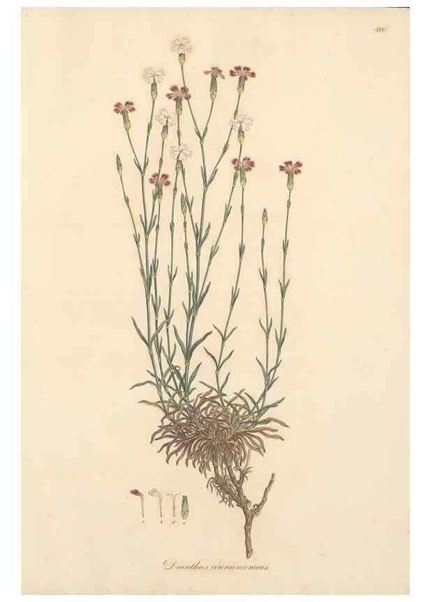 Reproducción/Reproduction 49557631772: Flora Graeca, sive, Plantarum rariorum historia, quas in provinciis aut insulis Graeciae /. Londini :Typis Richardi Taylor et socii, in Vico Shoe-Lane :MDCCCVI-MDCCCXL [1806-1840].. 