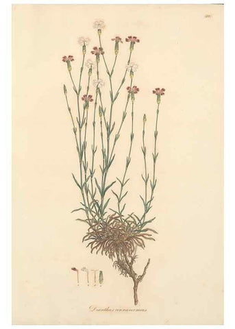 Reproducción/Reproduction 49557631772: Flora Graeca, sive, Plantarum rariorum historia, quas in provinciis aut insulis Graeciae /. Londini :Typis Richardi Taylor et socii, in Vico Shoe-Lane :MDCCCVI-MDCCCXL [1806-1840].. 