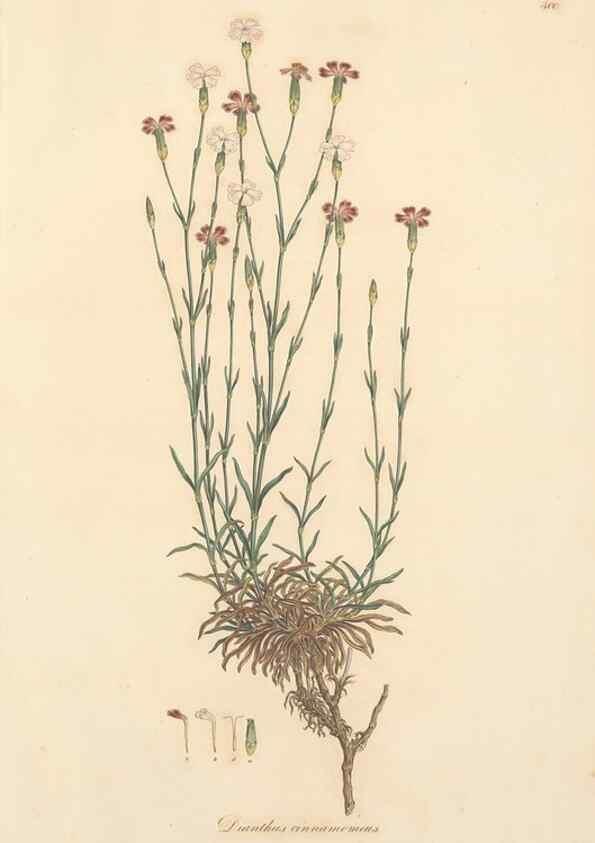 Reproducción/Reproduction 49557631772: Flora Graeca, sive, Plantarum rariorum historia, quas in provinciis aut insulis Graeciae /. Londini :Typis Richardi Taylor et socii, in Vico Shoe-Lane :MDCCCVI-MDCCCXL [1806-1840].. 