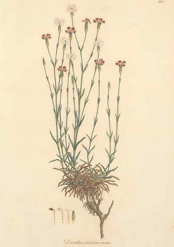 Reproducción/Reproduction 49557631772: Flora Graeca, sive, Plantarum rariorum historia, quas in provinciis aut insulis Graeciae /. Londini :Typis Richardi Taylor et socii, in Vico Shoe-Lane :MDCCCVI-MDCCCXL [1806-1840].. 