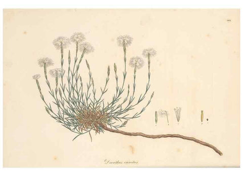 Reproducción/Reproduction 49557788827: Flora Graeca, sive, Plantarum rariorum historia, quas in provinciis aut insulis Graeciae /. Londini :Typis Richardi Taylor et socii, in Vico Shoe-Lane :MDCCCVI-MDCCCXL [1806-1840].. 