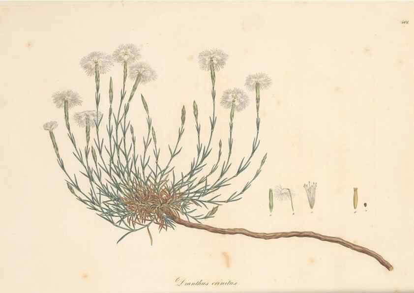 Reproducción/Reproduction 49557788827: Flora Graeca, sive, Plantarum rariorum historia, quas in provinciis aut insulis Graeciae /. Londini :Typis Richardi Taylor et socii, in Vico Shoe-Lane :MDCCCVI-MDCCCXL [1806-1840].. 
