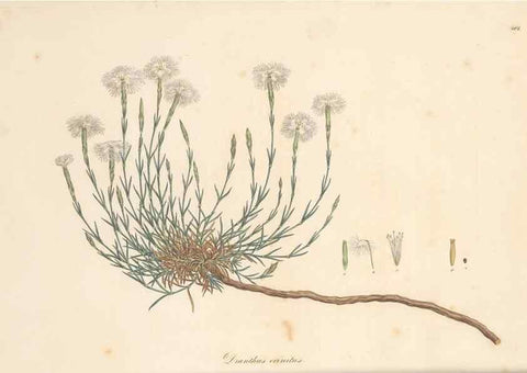 Reproducción/Reproduction 49557788827: Flora Graeca, sive, Plantarum rariorum historia, quas in provinciis aut insulis Graeciae /. Londini :Typis Richardi Taylor et socii, in Vico Shoe-Lane :MDCCCVI-MDCCCXL [1806-1840].. 