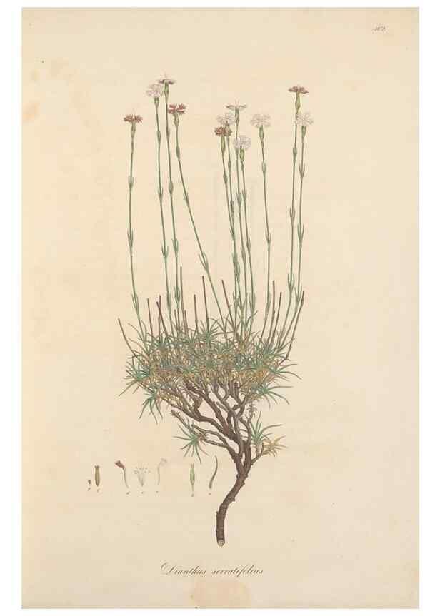 Reproducción/Reproduction 49557789122: Flora Graeca, sive, Plantarum rariorum historia, quas in provinciis aut insulis Graeciae /. Londini :Typis Richardi Taylor et socii, in Vico Shoe-Lane :MDCCCVI-MDCCCXL [1806-1840].. 