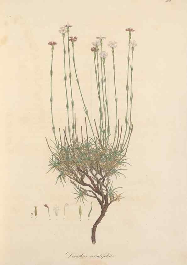 Reproducción/Reproduction 49557789122: Flora Graeca, sive, Plantarum rariorum historia, quas in provinciis aut insulis Graeciae /. Londini :Typis Richardi Taylor et socii, in Vico Shoe-Lane :MDCCCVI-MDCCCXL [1806-1840].. 