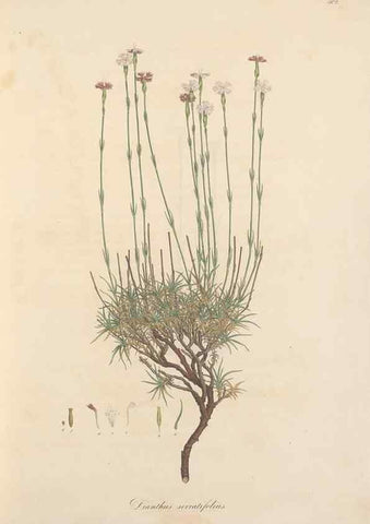 Reproducción/Reproduction 49557789122: Flora Graeca, sive, Plantarum rariorum historia, quas in provinciis aut insulis Graeciae /. Londini :Typis Richardi Taylor et socii, in Vico Shoe-Lane :MDCCCVI-MDCCCXL [1806-1840].. 